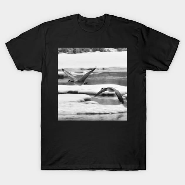 Geese coming in for a landing in black and white T-Shirt by CanadianWild418